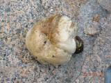 Boletus1.jpg