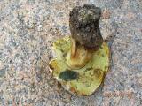 Boletus2...jpg