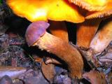 Clytocybe_olearia1.jpg