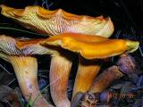 Clytocybe_olearia2.jpg