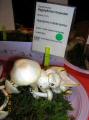 DSCN3797.jpg