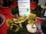 DSCN3809.jpg